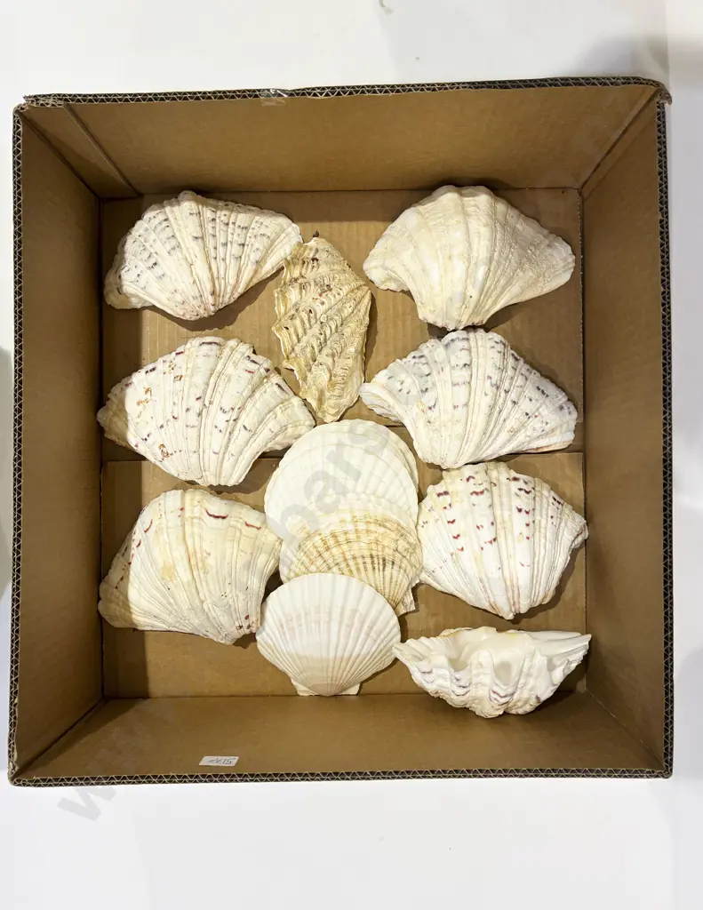 Box Qty of Assorted Shells Image 1++