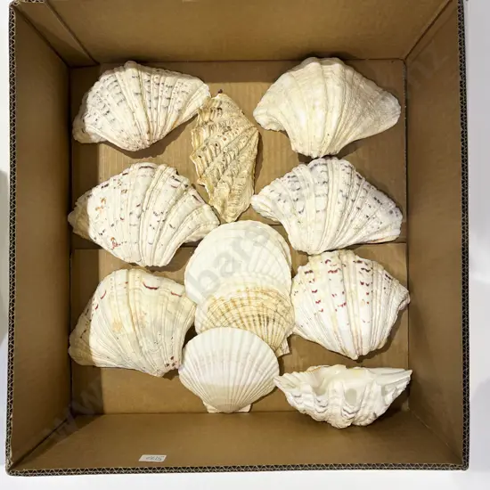 Box Qty of Assorted Shells