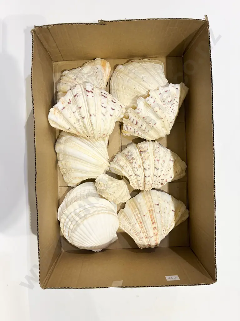 Box Qty of Assorted Shells Image 1++