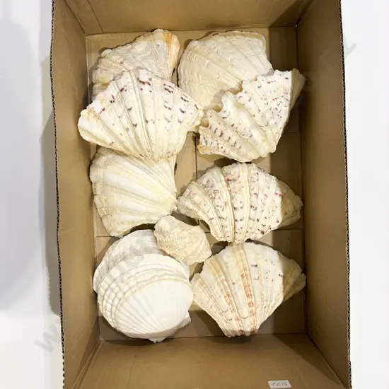 Box Qty of Assorted Shells