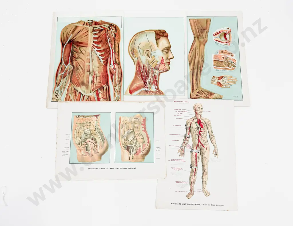 Three Antique Medical Anatomy Flip Charts C1912 Image 1++