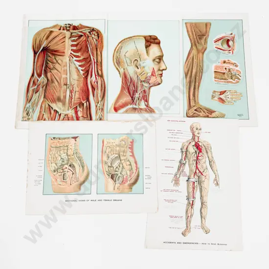 Three Antique Medical Anatomy Flip Charts C1912