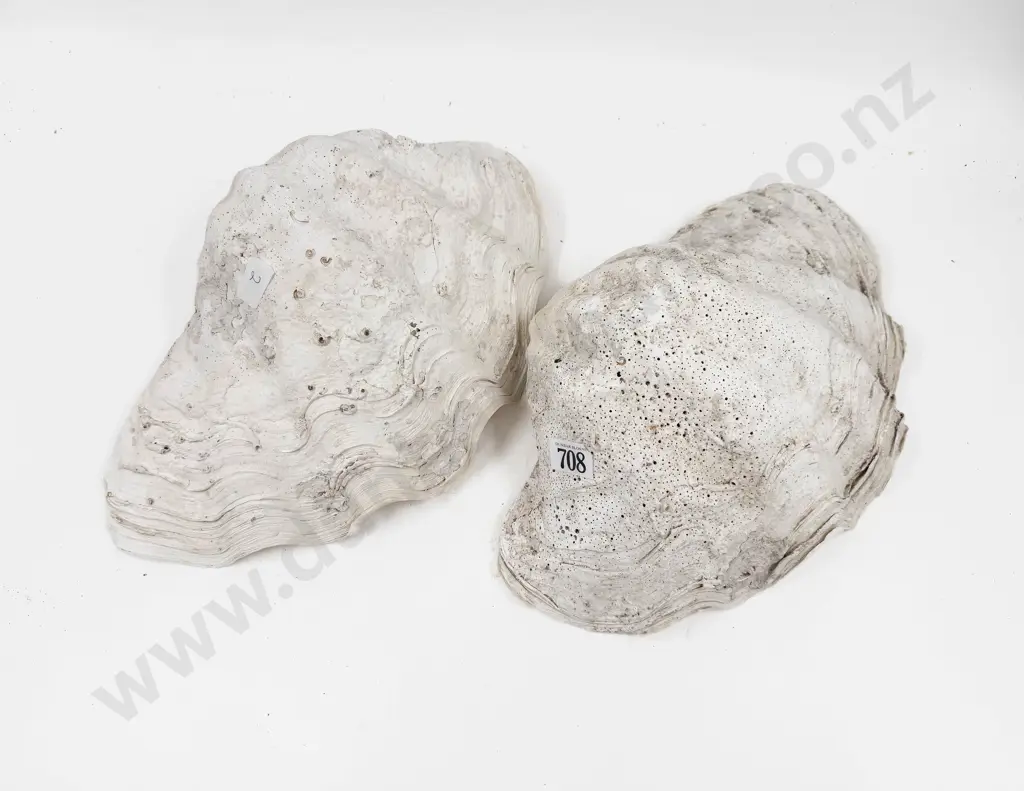 Two Large Clam Shells Image 1++