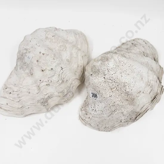 Two Large Clam Shells
