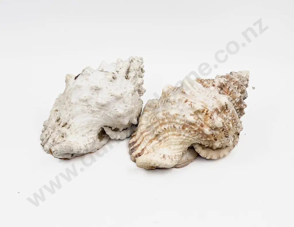 Two Large Decorative Seashells Image 1++