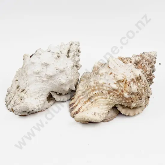 Two Large Decorative Seashells