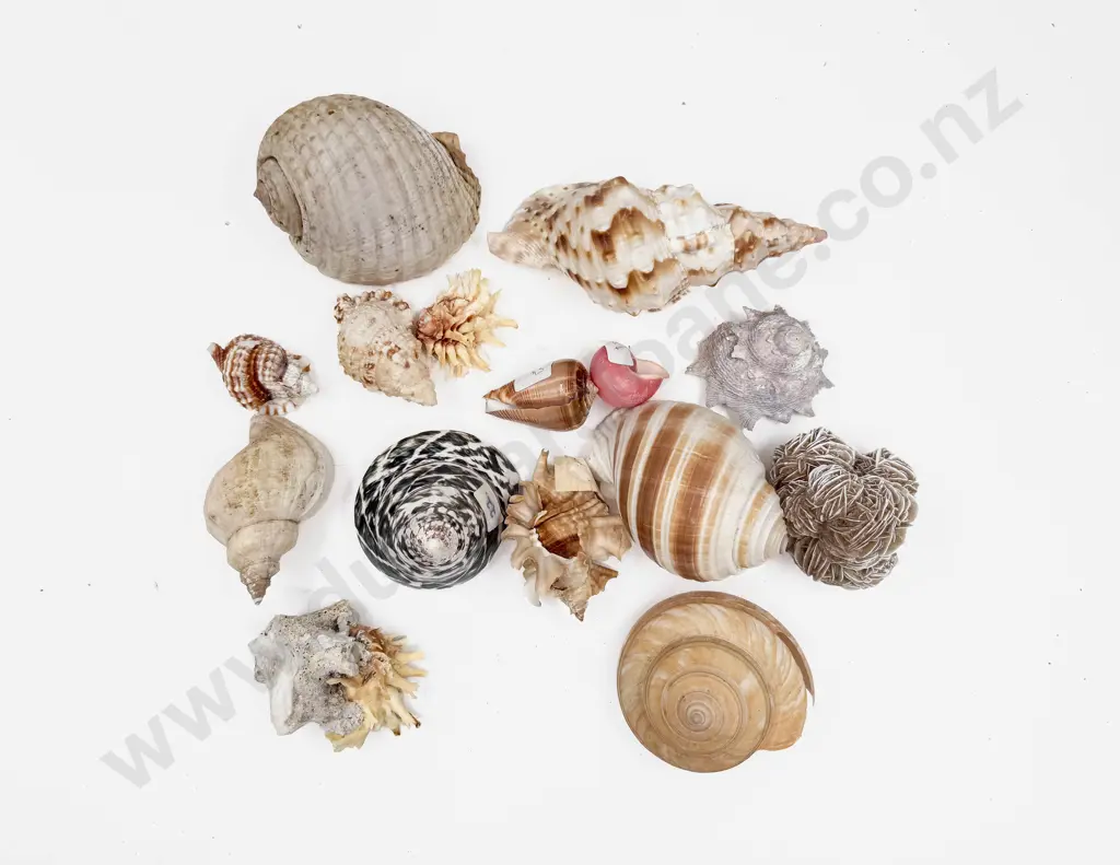 Box of Assorted Seashells etc Image 1++