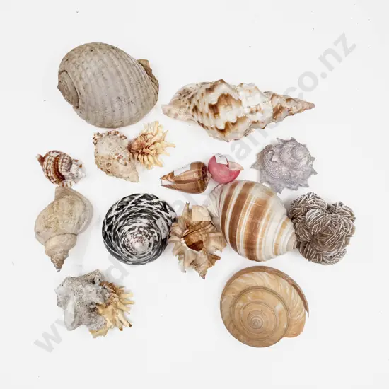 Box of Assorted Seashells etc