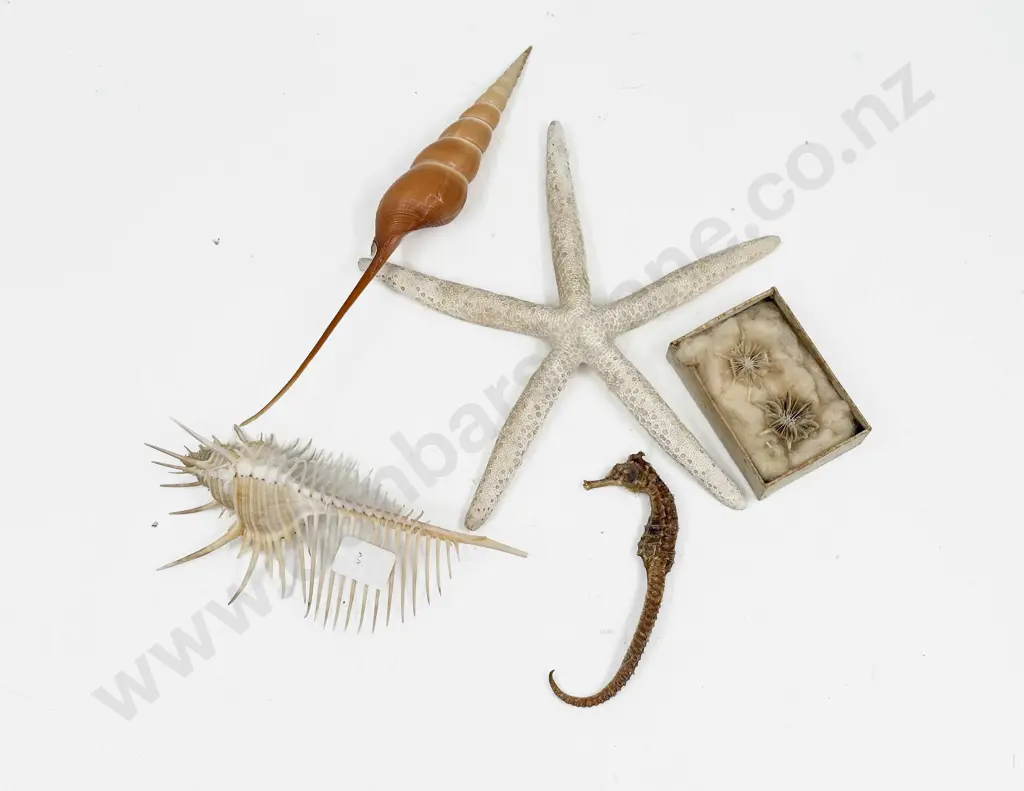 Spined Seashell with Taxidermy Seahorse & Starfish etc Image 1++