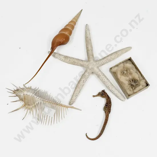Spined Seashell with Taxidermy Seahorse & Starfish etc