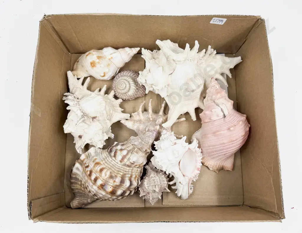 Box of Assorted Seashells Image 1++