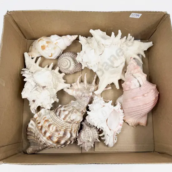 Box of Assorted Seashells