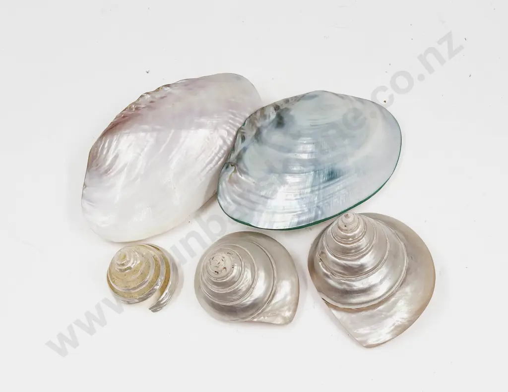 Box of Assorted Decorative Seashells Image 1++