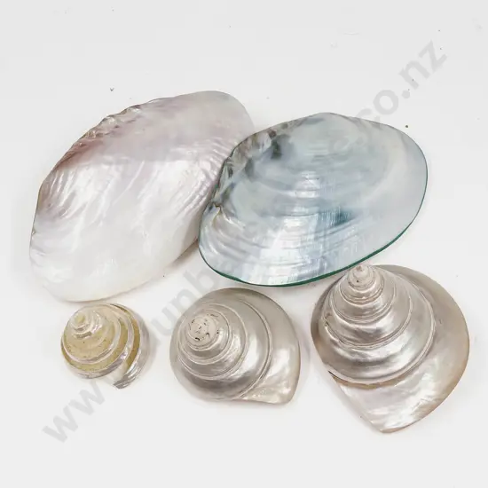 Box of Assorted Decorative Seashells