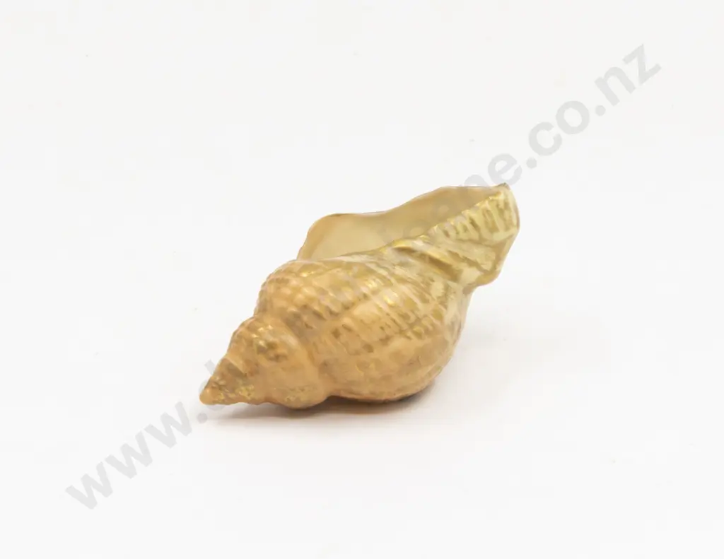 C1909 Royal Worcester Miniature Conch Shell Image 1++