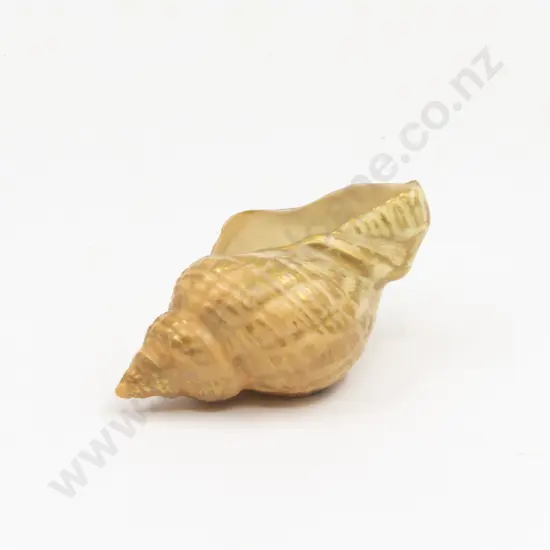 C1909 Royal Worcester Miniature Conch Shell
