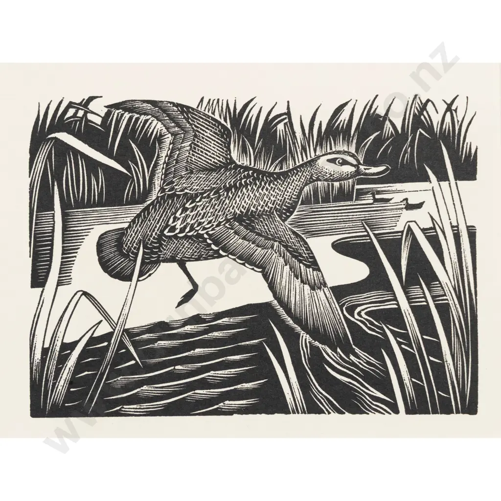 E Mervyn Taylor - Grey Duck Image 1++
