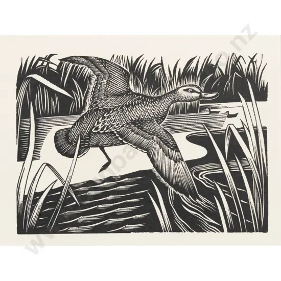 E Mervyn Taylor - Grey Duck