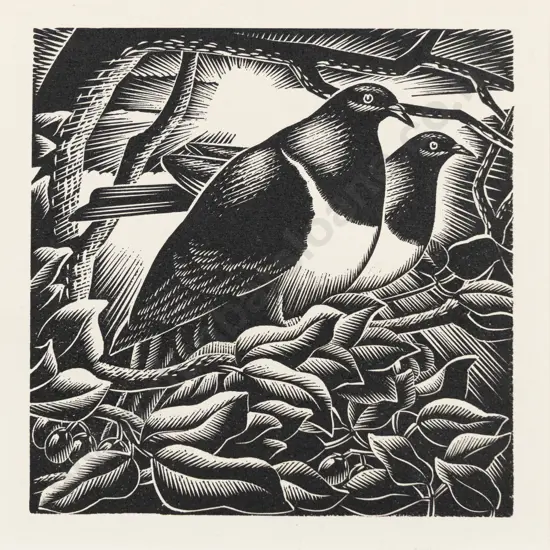 E Mervyn Taylor - Bush Pigeons