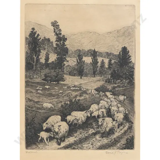 David Payne - Pastoral