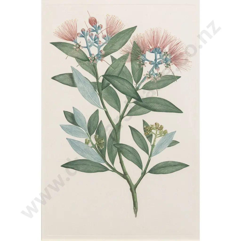 After Sydney Parkinson - Metrosideros excelsa Image 1++