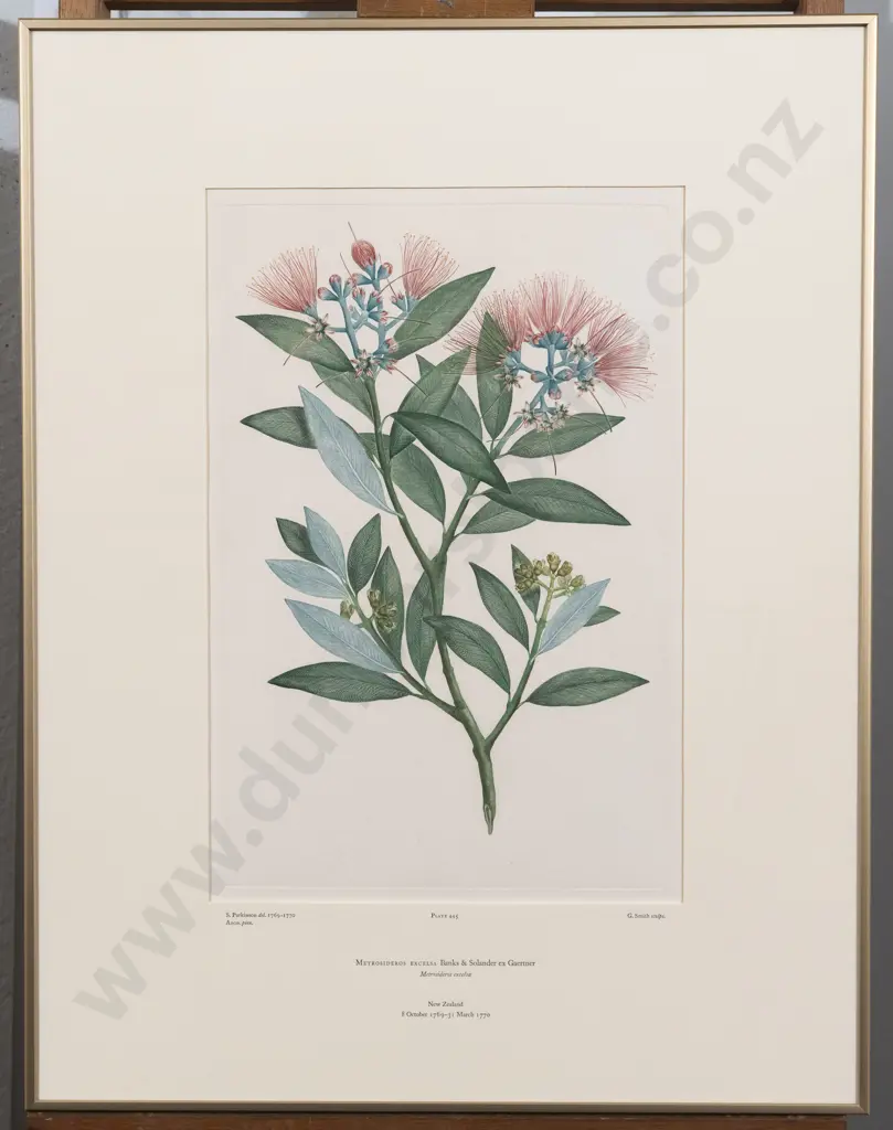 After Sydney Parkinson - Metrosideros excelsa Image 1++
