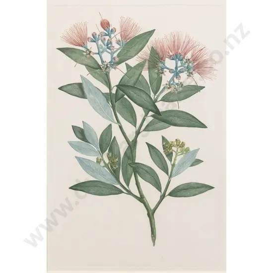 After Sydney Parkinson - Metrosideros excelsa