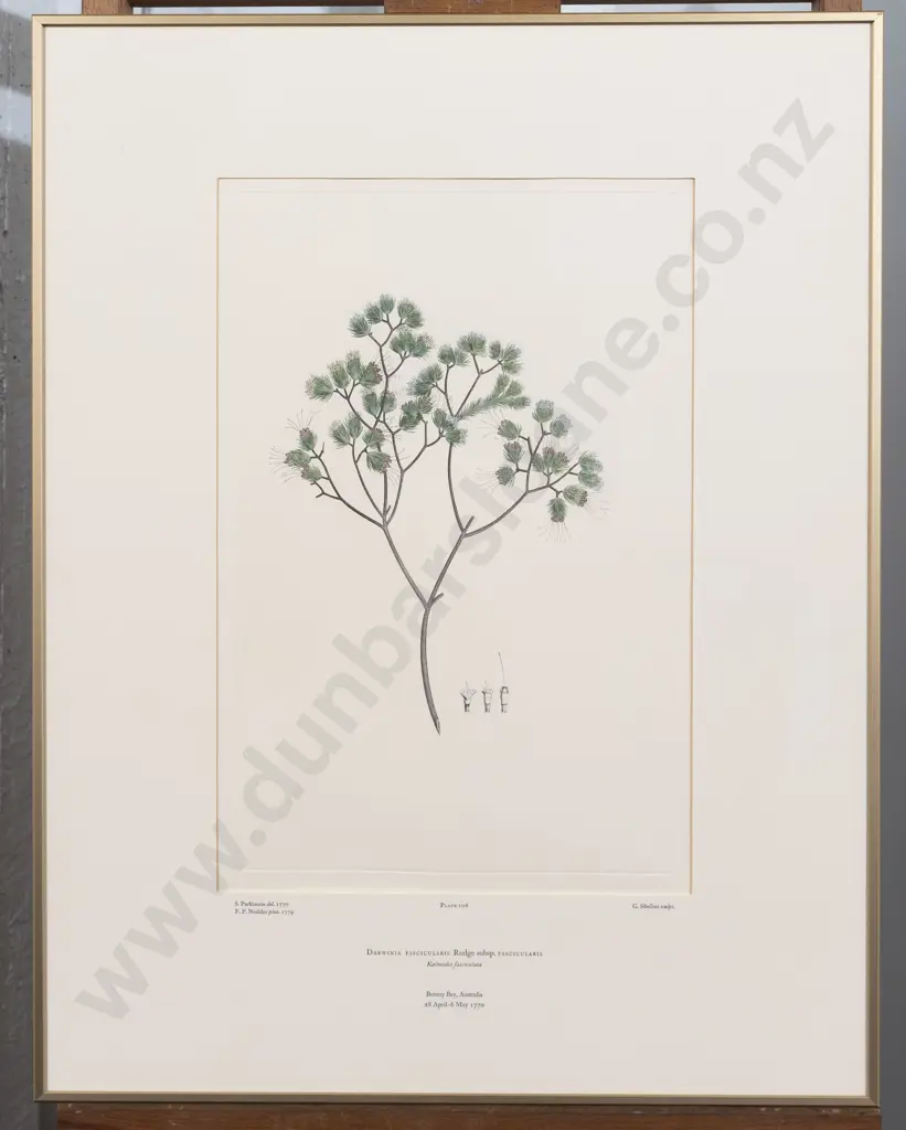 After Sydney Parkinson - Darwinia fascicularis Image 1++