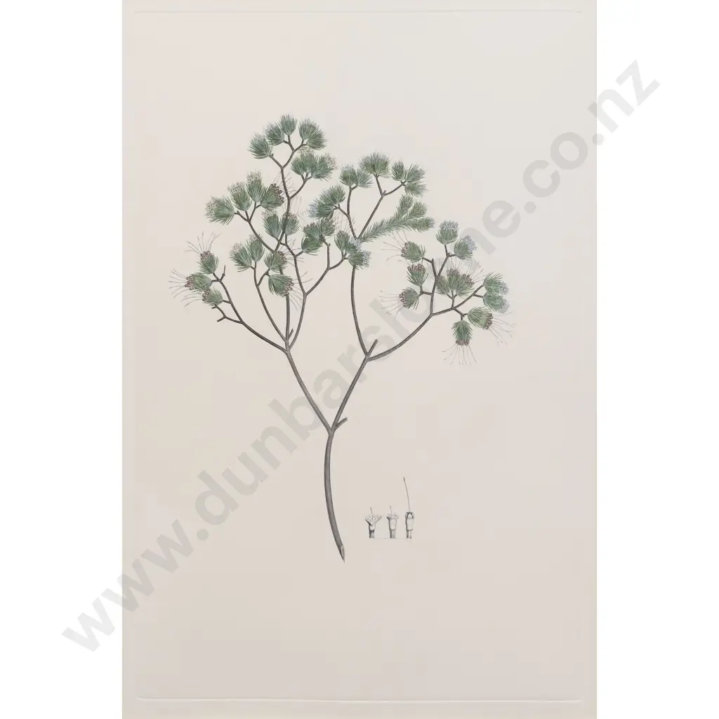 After Sydney Parkinson - Darwinia fascicularis Image 1++