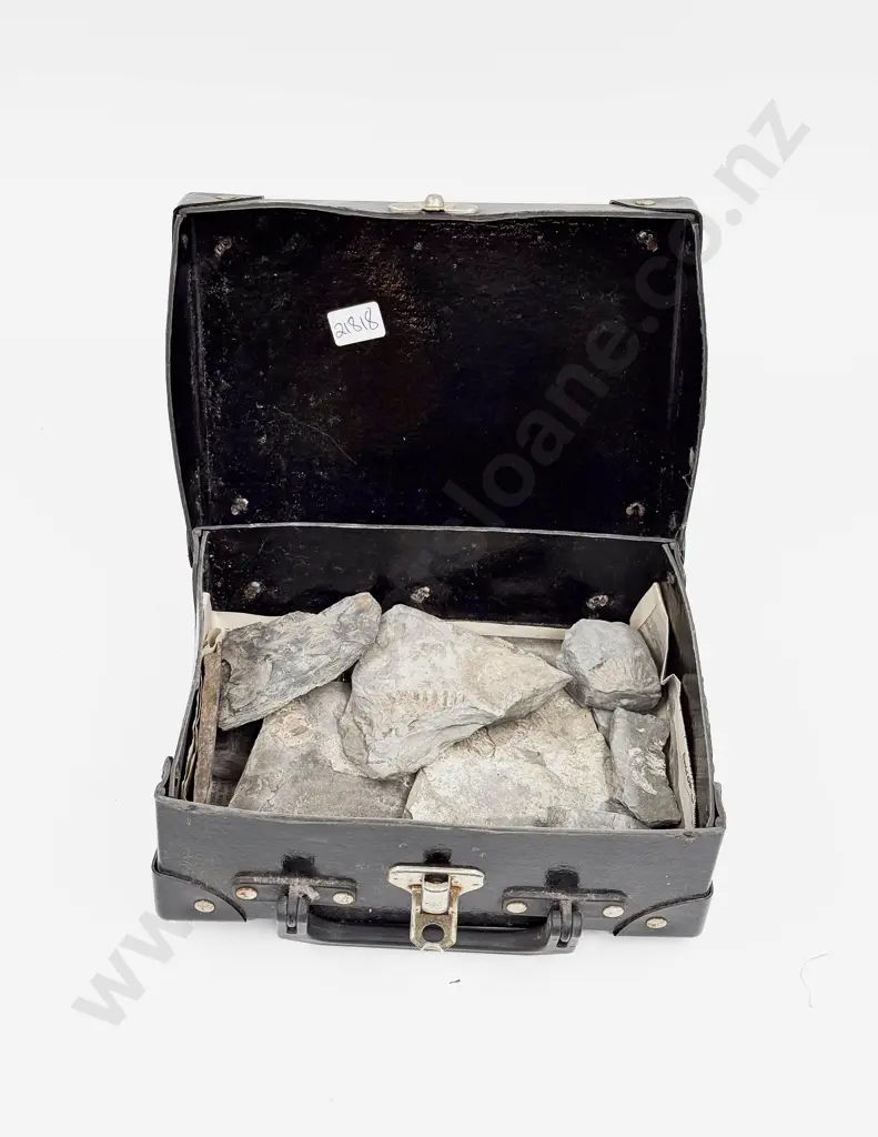 Qty of Assorted Fossilized Stone Segments in Small Vintage Case Image 1++