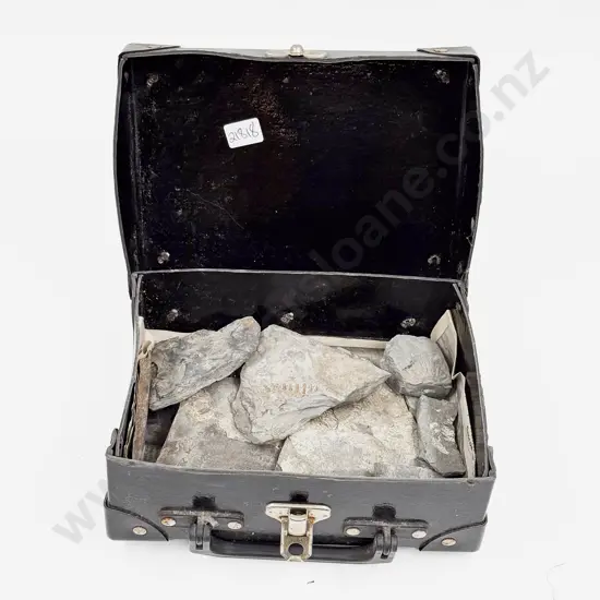 Qty of Assorted Fossilized Stone Segments in Small Vintage Case