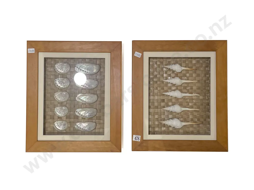 Two Framed Displays of Shells Image 1++