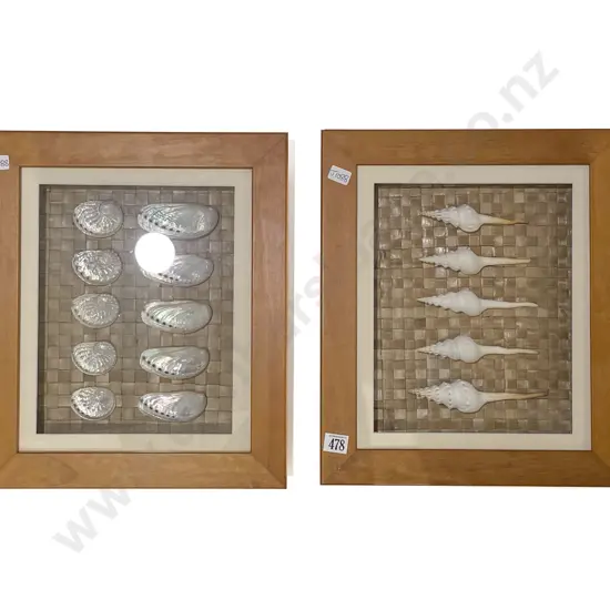 Two Framed Displays of Shells