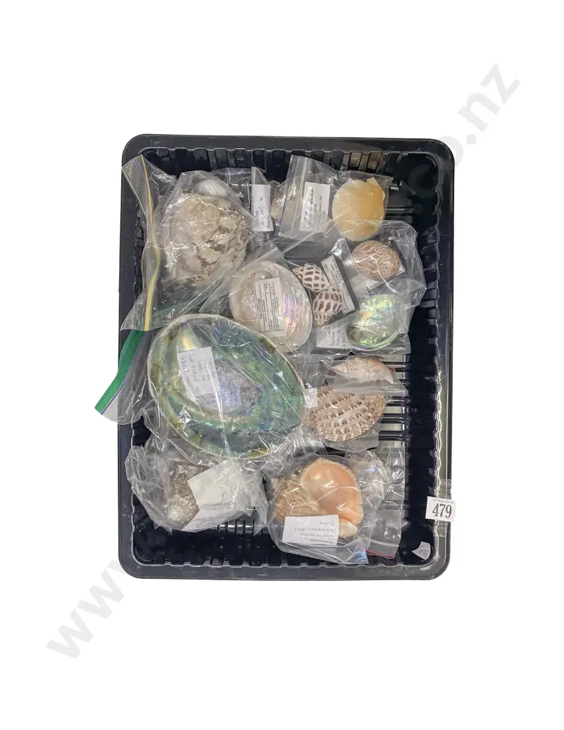 Box Qty of Assorted Shells Image 1++