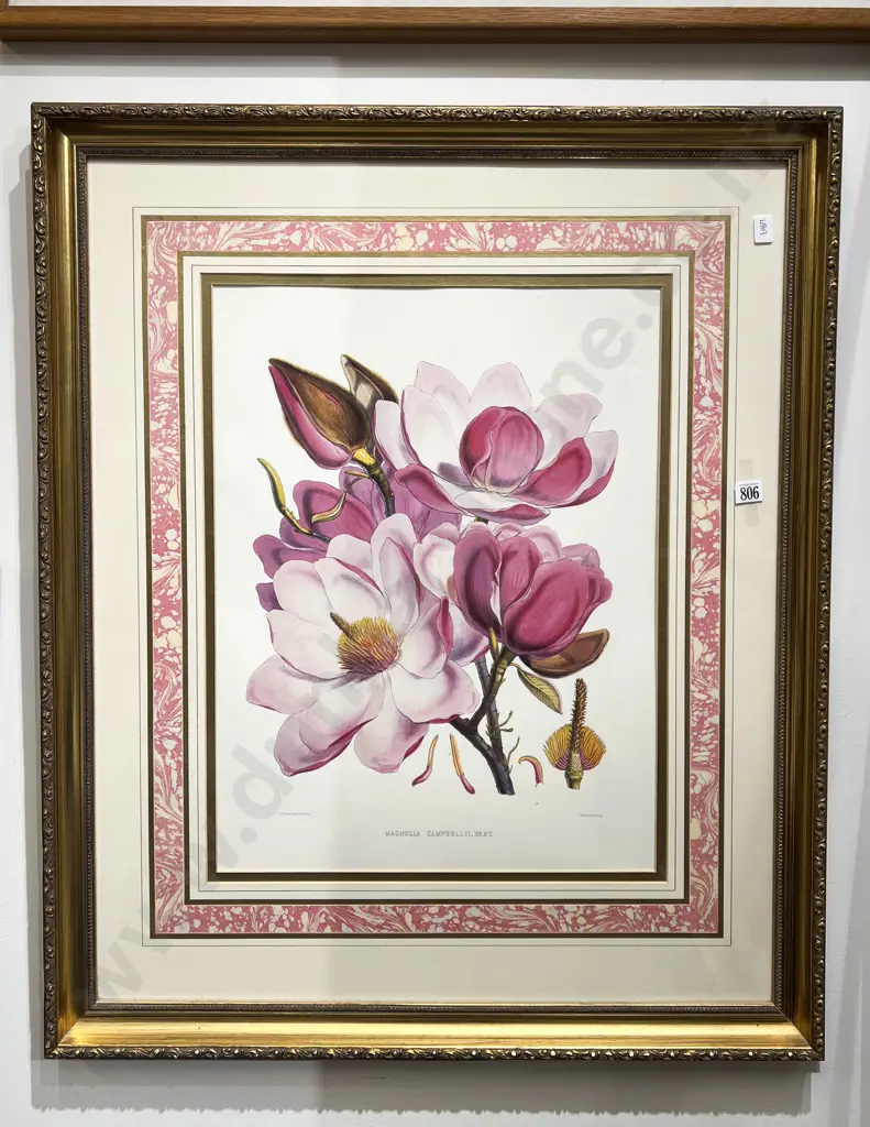 Magnolia Campbell - Botanical Study Print Image 1++