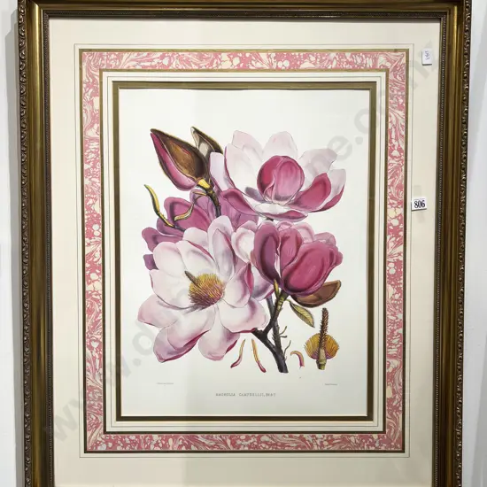 Magnolia Campbell - Botanical Study Print