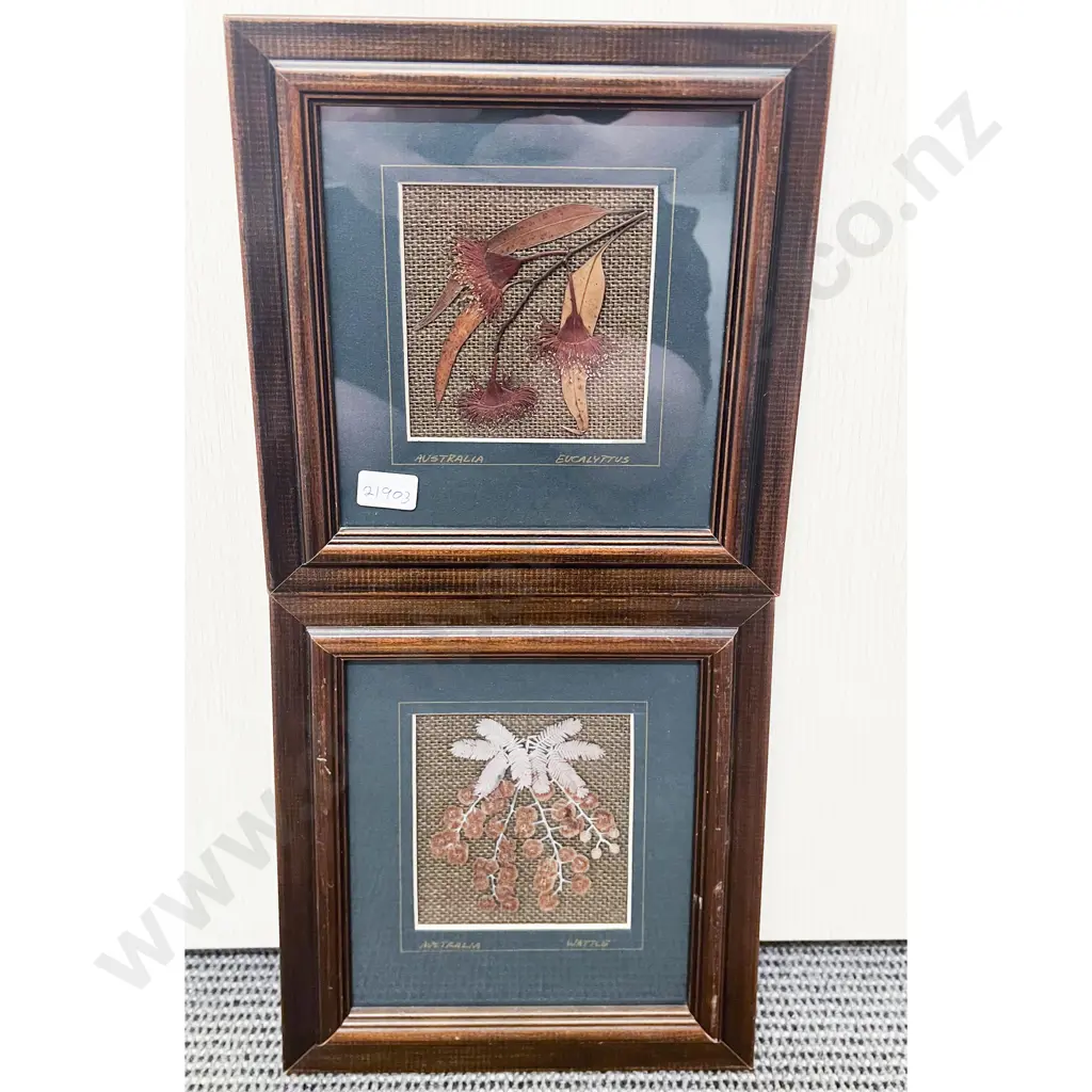Two Framed Australian Botanical Pressings Image 1++