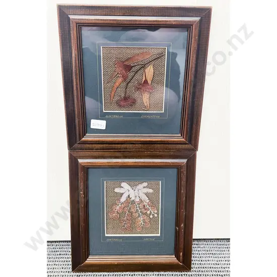 Two Framed Australian Botanical Pressings