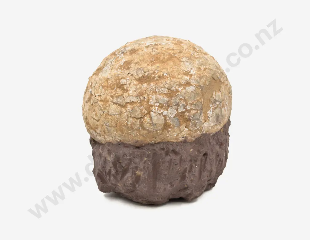 Fossilized Egg Image 1++