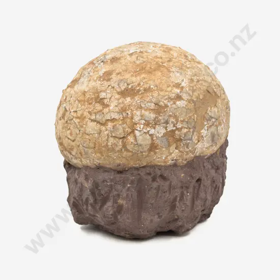 Fossilized Egg