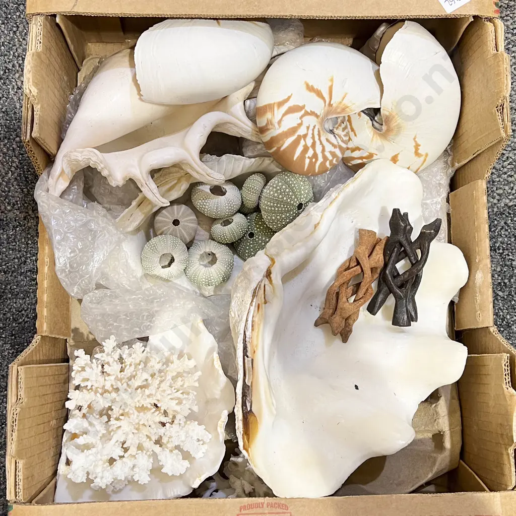Qty of Assorted Sea Shells Image 1++