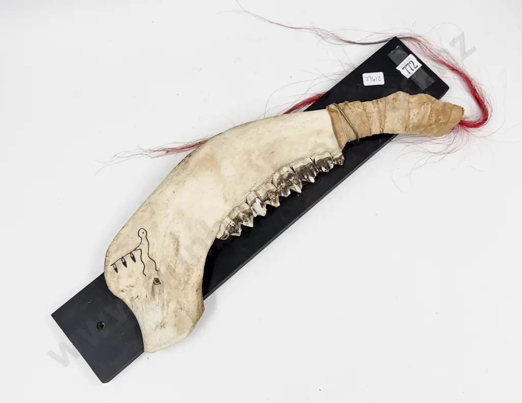 Mounted Jaw Bone on Board Image 1++