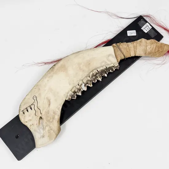Mounted Jaw Bone on Board