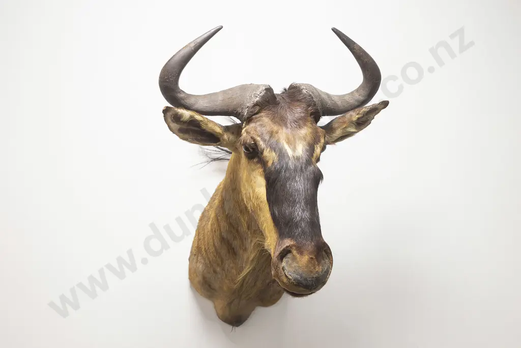 Taxidermy Blue Wilderbeest Head Mount Image 1++