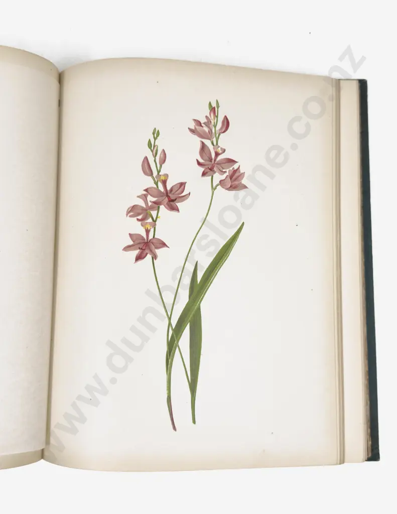 Flowers And Ferns Of America (2 Volumes, 1885) Image 1++