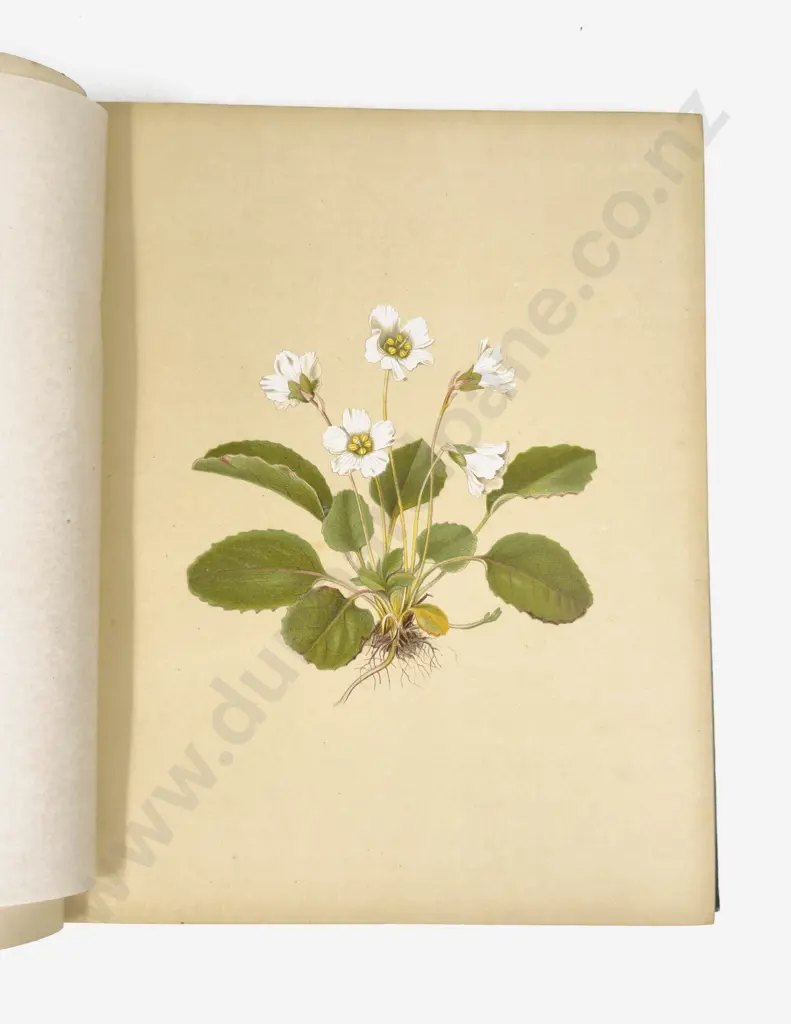 Flowers And Ferns Of America (2 Volumes, 1885) Image 1++