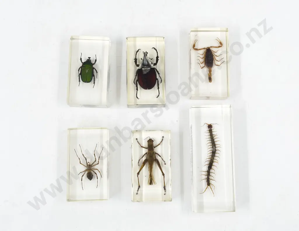 Six Taxidermy Insects in Resin Image 1++