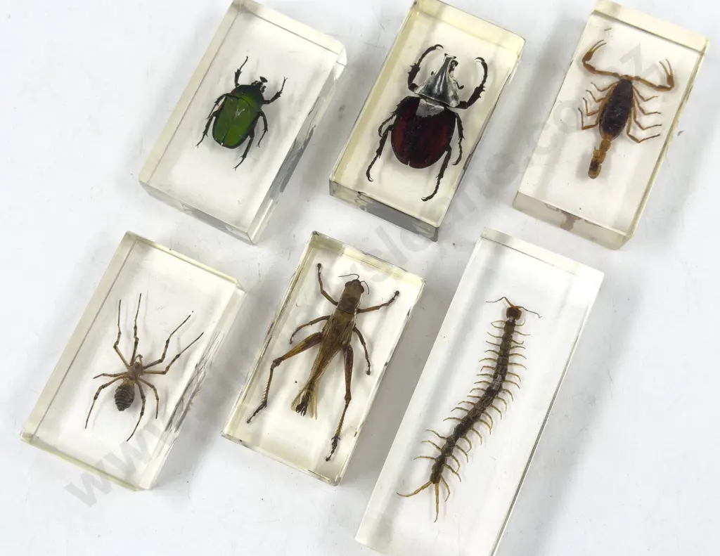 Six Taxidermy Insects in Resin Image 1++