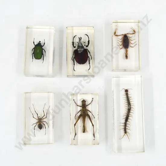 Six Taxidermy Insects in Resin