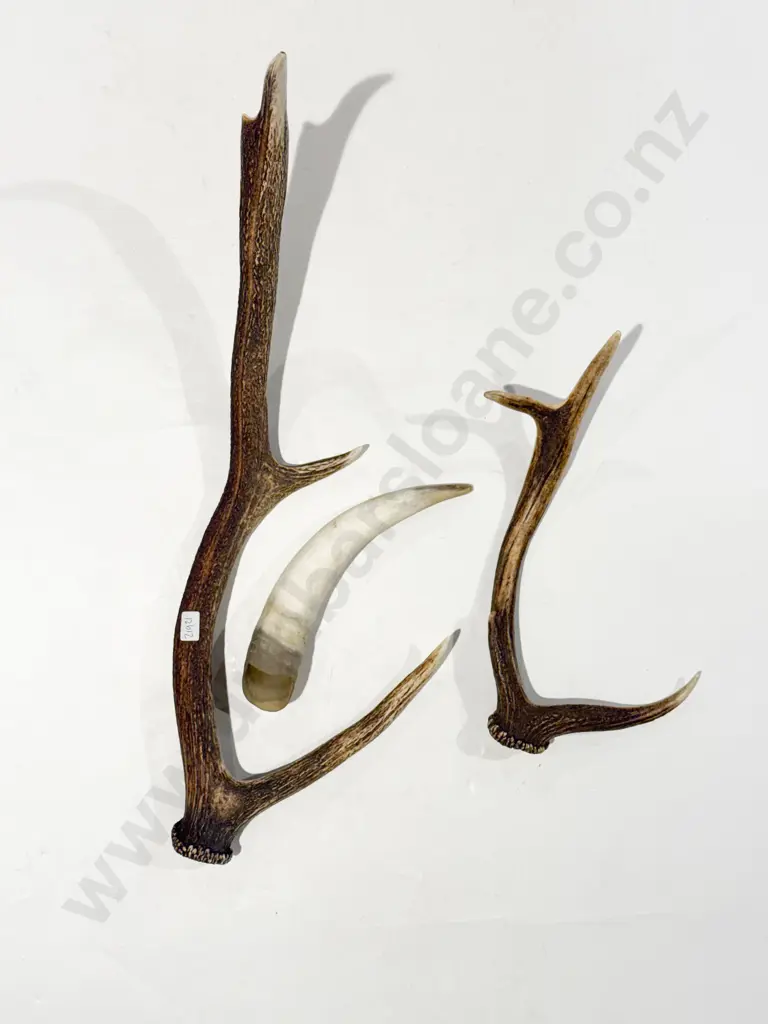 Two Assorted Antlers together with Horn Vessel Image 1++